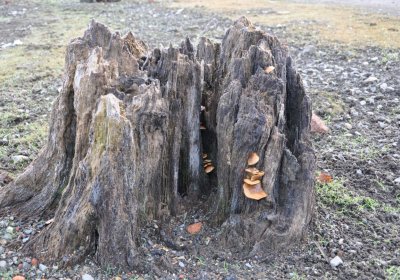 Přísečnice, Omnium, 2020