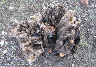 Přísečnice, Omnium, 2020