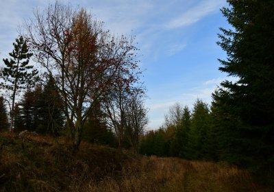 Přísečnice, Omnium, 2020