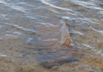 Přísečnice, Omnium, 2020