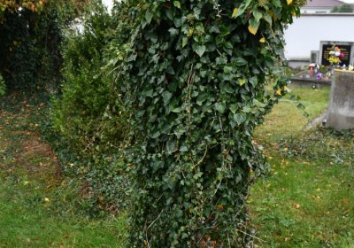 Černovice u Chomutova, Omnium, 2020