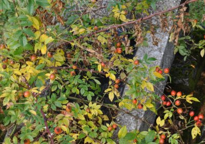 KOvářská, Omnium, 2020