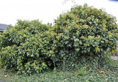 Radonice, Omnium, 2020