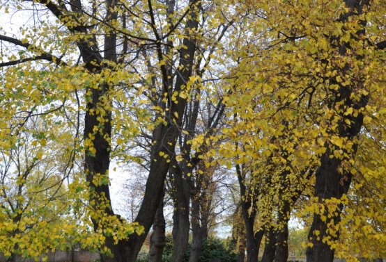 Chomutov židovský, Omnium, 2020