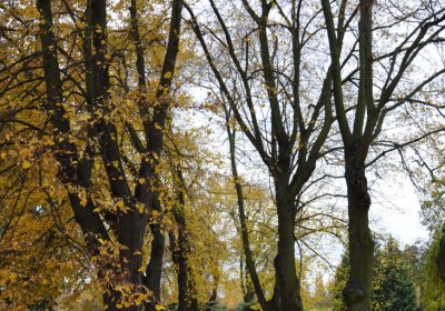 Chomutov židovský, Omnium, 2020