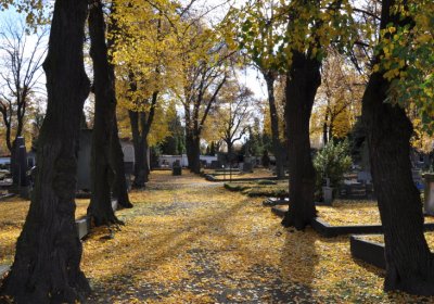 Chomutov městský, Omnium, 2020