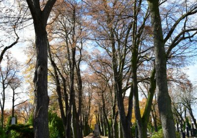 Chomutov městský, Omnium, 2020