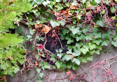 Chomutov městský, Omnium, 2020