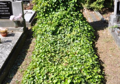 Horní Ves Chomutov, Omnium, 2020