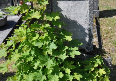 Horní Ves Chomutov, Omnium, 2020