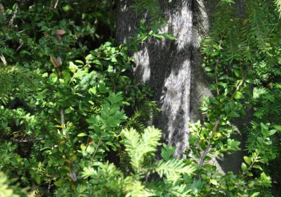 Horní Ves Chomutov, Omnium, 2020