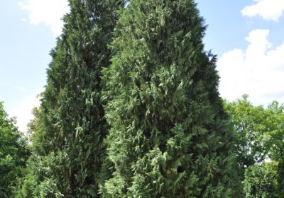 Horní Ves Chomutov, Omnium, 2020