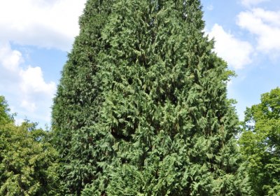 Horní Ves Chomutov, Omnium, 2020