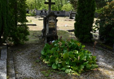 Horní Ves Chomutov, Omnium, 2020