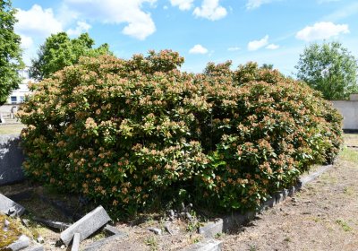 Horní Ves Chomutov, Omnium, 2020