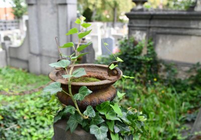 Městský hřbitov Bílina, Omnium, 2018