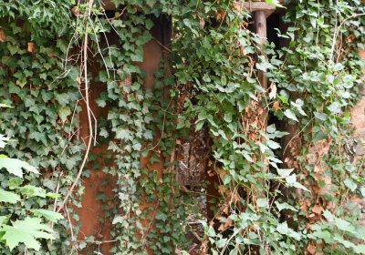 Židovský hřbitov Bílina, Omnium, 2018