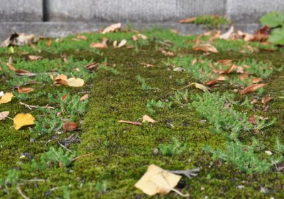 Kadaň, Omnium, 2020