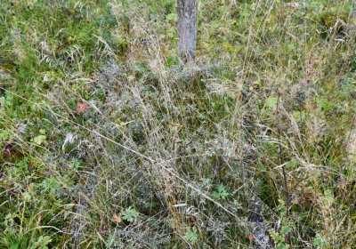 Černý Potok, Omnium, 2020