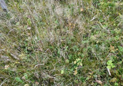 Černý Potok, Omnium, 2020