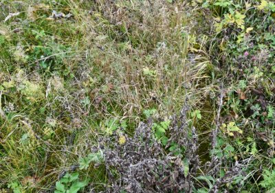 Černý Potok, Omnium, 2020