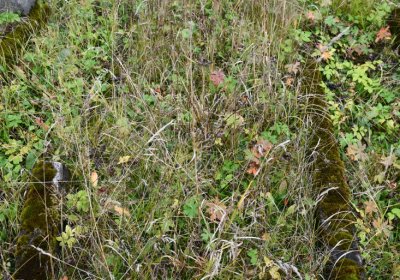 Černý Potok, Omnium, 2020