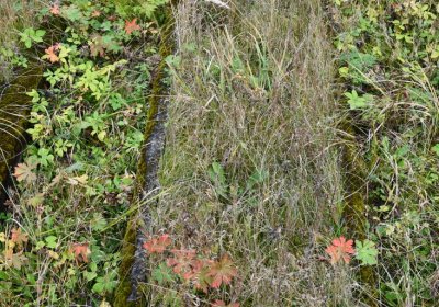 Černý Potok, Omnium, 2020