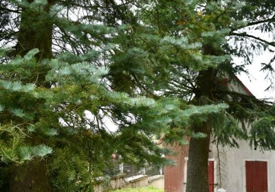 Černý Potok, Omnium, 2020