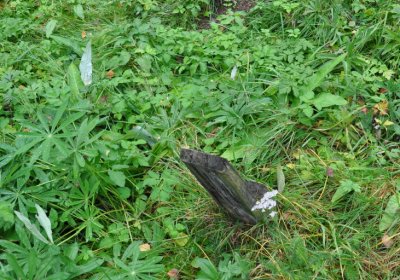 Kryštofovy Hamry, Omnium, 2020