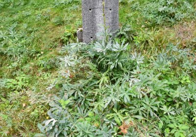 Kryštofovy Hamry, Omnium, 2020