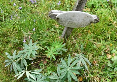 Kryštofovy Hamry, Omnium, 2020