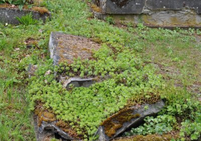 Perštejn, Omnium, 2020