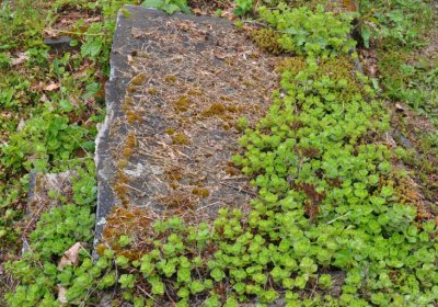 Perštejn, Omnium, 2020