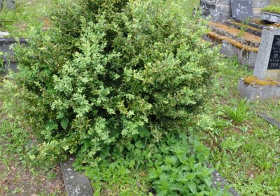 Perštejn, Omnium, 2020