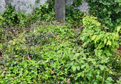 Perštejn, Omnium, 2020