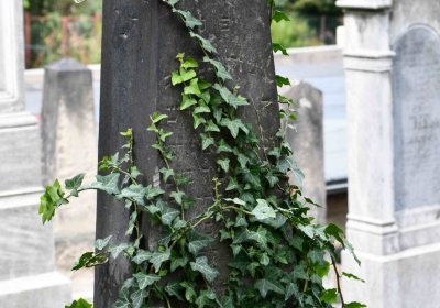 Most - židovský, Omnium, 2018