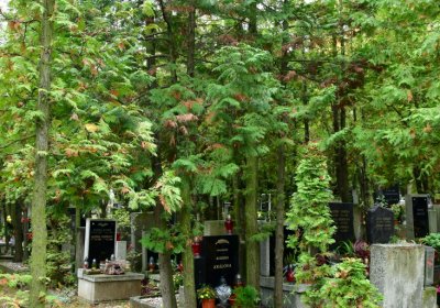 Omnium městský, Omnium, 2020