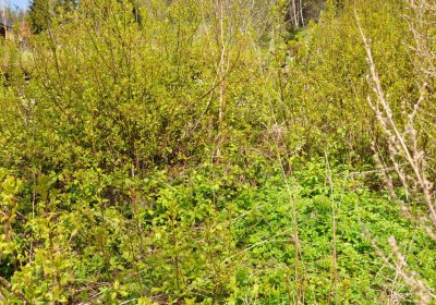 Hřbitov Heřmanovice, Omnium, 2017