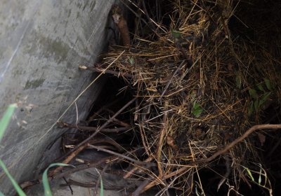 Marek Zdeněk, Větrovská Barbora, 2016